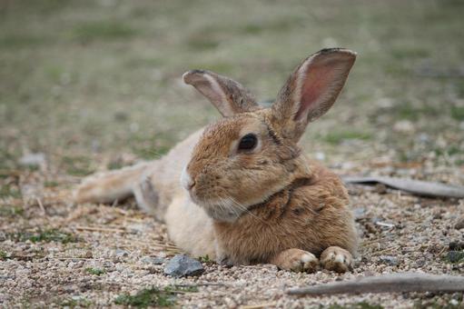 寝そべる野うさぎ 寝そべる野うさぎ 自然,生き物,生物の写真素材