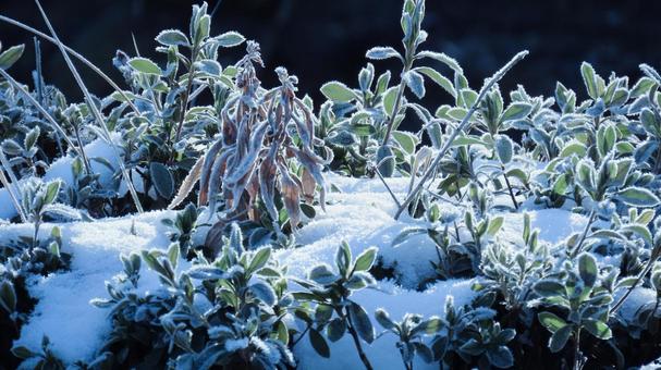 冬 霜,雪,イメージの写真素材