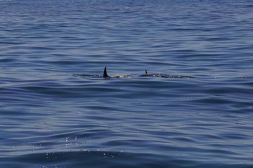 ニューカレドニア ノカンウイ島50 海豚 ニューカレドニア ノカンウイ島50 海豚の写真