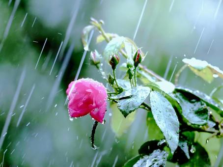 雨に打たれるバラの花 雨に打たれるバラの花 バラ,薔薇,雨の写真素材