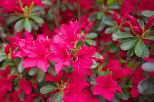 季節の花1021 季節の花1021の写真