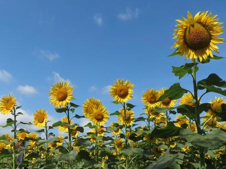 ひまわり ひまわり ひまわり,向日葵,花の写真素材