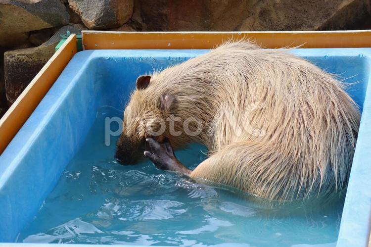 動物園のお風呂に入り顔を掻くカピバラ カピバラ,capybara,風呂の写真素材