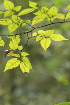 木の葉 木の葉 木の葉,葉,葉っぱの写真素材