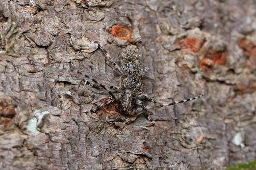 カタシロゴマフカミキリ カタシロゴマフカミキリの写真