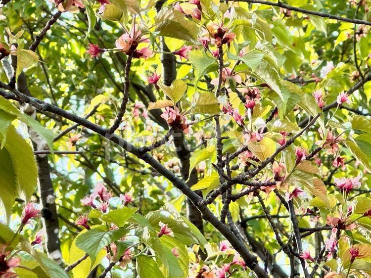 桜蕊（さくらしべ）01 桜蕊,さくらしべ,桜の写真素材