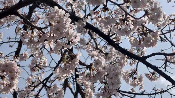 桜 桜の写真