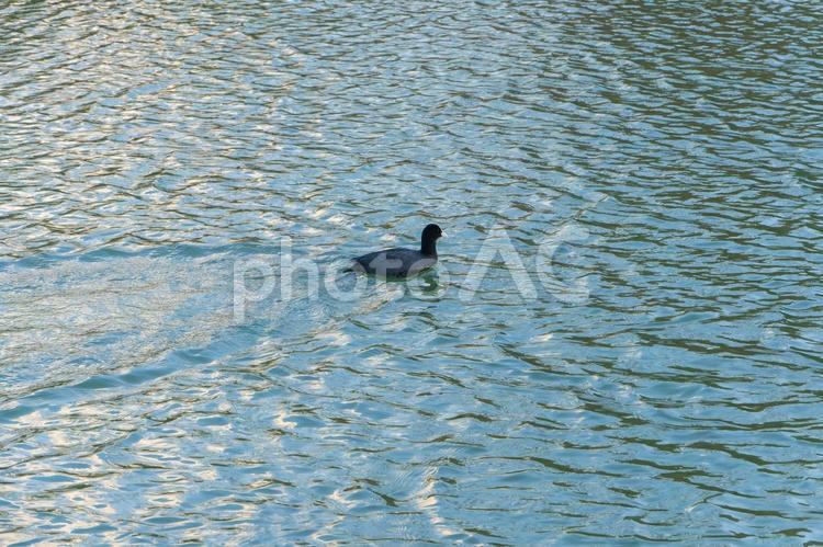 水面を渡るオオバンの軌跡 オオバン,水面,鳥の写真素材