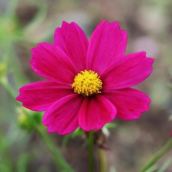 Cosmos 17, JPG