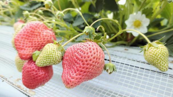 House cultivation strawberry 017, dâu tây, strawberry đón khách, dâu, JPG