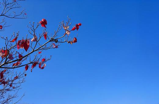 哀愁の秋・枯葉の季節 哀愁の秋・枯葉の季節 紅葉,枯葉,秋の写真素材