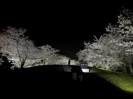 花見 花見 奈良県,桜,花見の写真素材