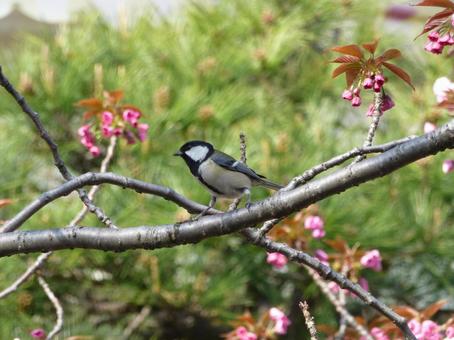 ハナモモの木にやってきたシジュウカラ ハナモモの木にやってきたシジュウカラの写真