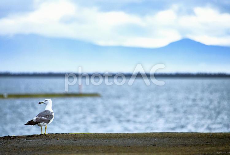 海とカモメ カモメ,海,夏の写真素材