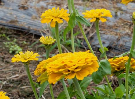 【花の写真】 ヒャクニチソウ（百日草）の写真