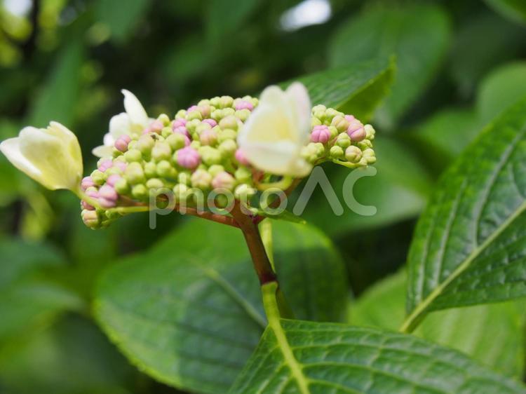 あじさい アジサイ,あじさい,紫陽花の写真素材