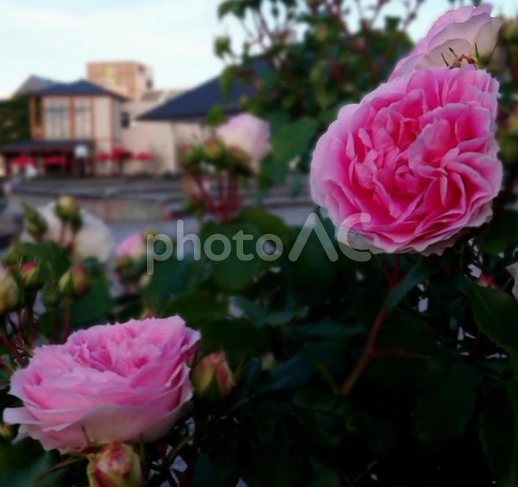 ヴェルニー公園のバラ 19 バラ,きれい,風景の写真素材