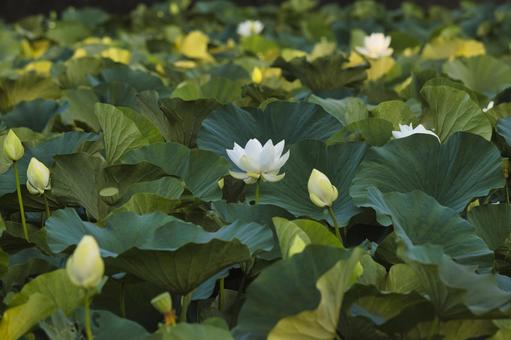 蓮の花 蓮の花 蓮,蓮の花,花の写真素材