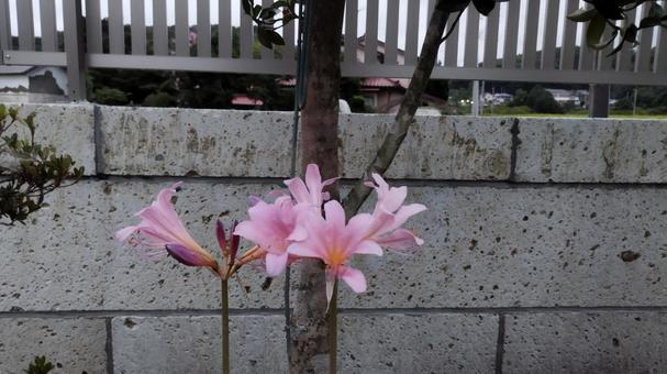 華やぐ花 華やぐ花の写真