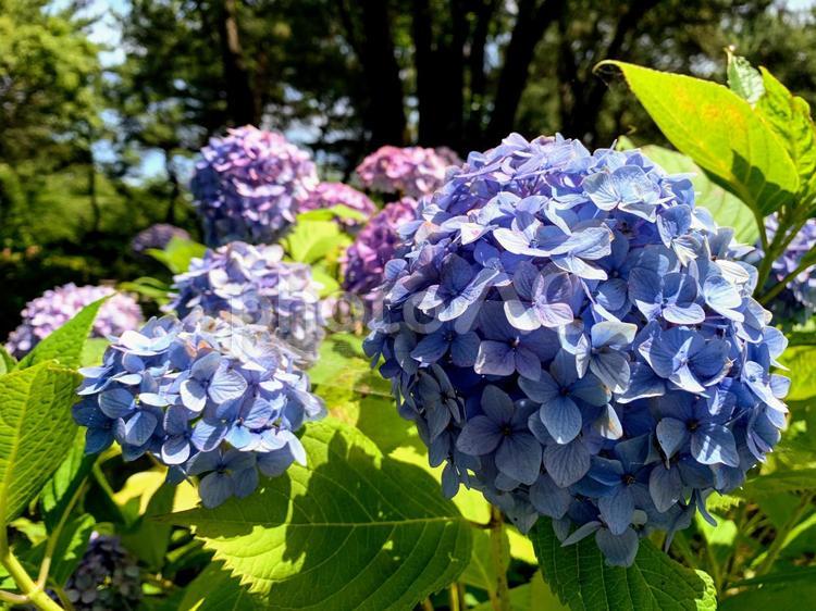 アジサイ６ アジサイ,あじさい,紫陽花の写真素材