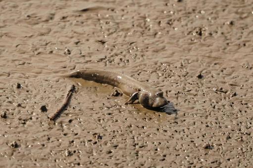 佐賀 干潟よか公園 ムツゴロウ2 ムツゴロウ,ハゼ,干潟の写真素材