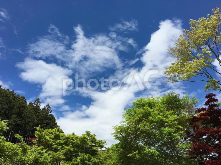 空と木6 空,木,葉の写真素材