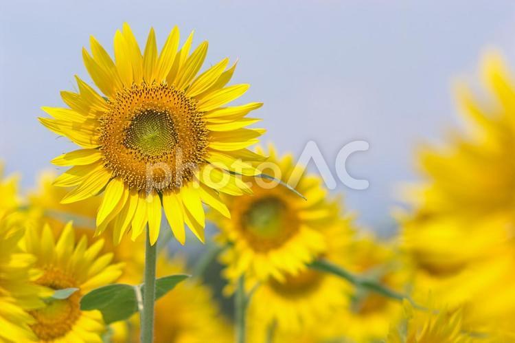 ひまわり畑に咲き誇るひまわり 向日葵,ヒマワリ,夏の写真素材