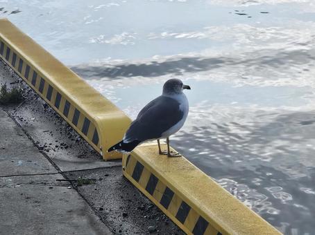 ウミネコの背中 ウミネコの背中 海,ウミネコ,鳥の写真素材