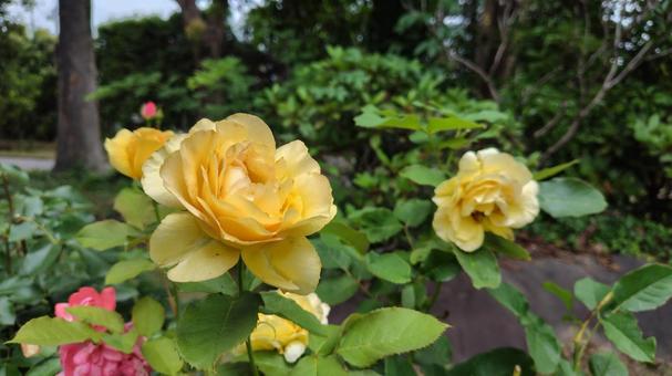 Rose Flower #02, JPG Rose Flower #02, JPG