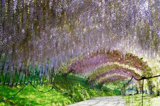 藤のトンネルの写真素材｜写真素材なら「写真AC」無料（フリー