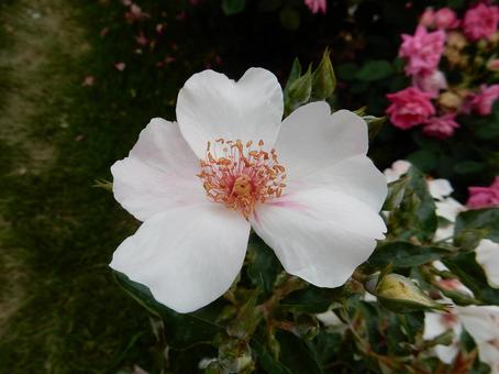 【薔薇の写真】バラの花 【薔薇の写真】バラの花 の写真