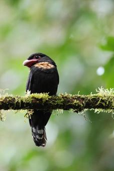 ガマヒロハシ ガマヒロハシ,野鳥,野生動物の写真素材