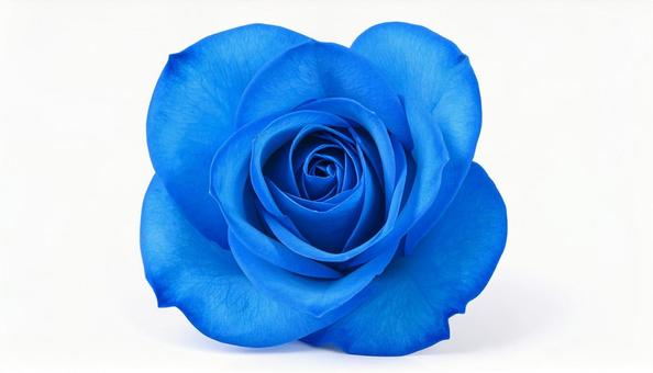 青い薔薇 青い薔薇の写真