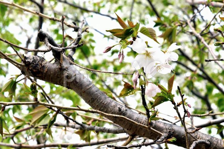 大島桜の木 白い花と新緑 大島桜,オオシマザクラ,木の写真素材