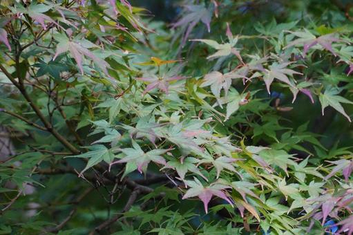 モミジの葉 モミジ,葉,植物の写真素材