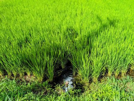 Photo, field, paddy field, rice, 