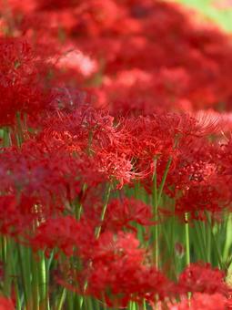 Photo, marlin, higambana, autumn, 