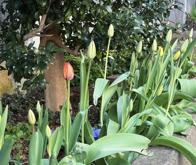 Tulips, JPG Tulips, JPG