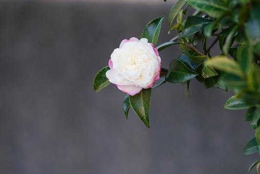 ひっそりと咲く可憐な朝倉山茶花 ひっそりと咲く可憐な朝倉山茶花 朝倉山茶花,山茶花,木花の写真素材