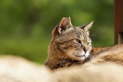 公園の野良猫 公園の野良猫 猫,野良猫,地域猫の写真素材