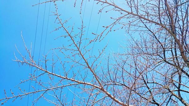 冬の木と青空 冬の木と青空の写真