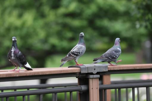 ハト ハト 鳩,ハト,鳥の写真素材