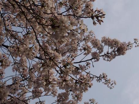 桜と空 桜と空の写真