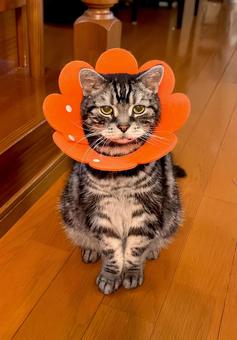 エリザベスカラーを着けたデブ猫さん エリザベスカラーを着けたデブ猫さん 猫,猫画像,エリザベスカラーの写真素材