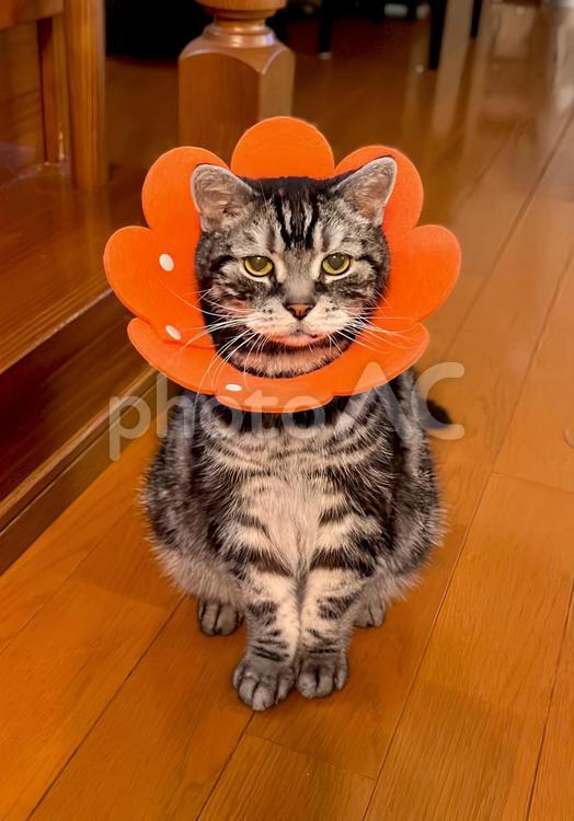 エリザベスカラーを着けたデブ猫さん 猫,猫画像,エリザベスカラーの写真素材