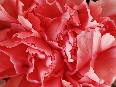 ピンクのカーネーション ピンク,カーネーション,かわいいの写真素材