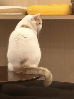 ネコの後ろ姿 ネコの後ろ姿の写真