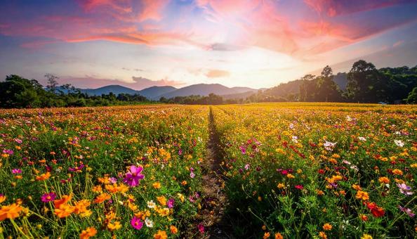 夕焼けが美しいコスモス畑の写真