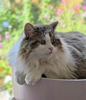 まったりとしているもふもふな猫 まったりとしているもふもふな猫の写真