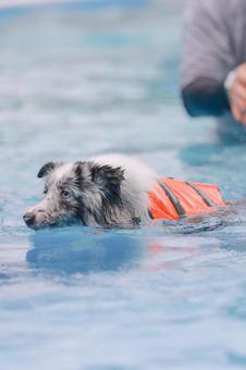 シェルティの写真